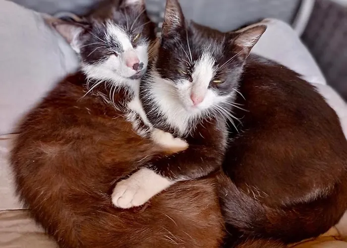 Im Gruenen Herzen Lejlighed