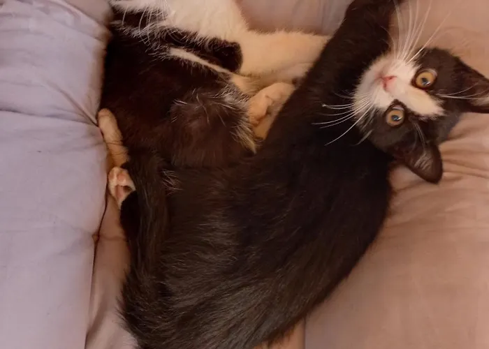 Im Gruenen Herzen Lejlighed