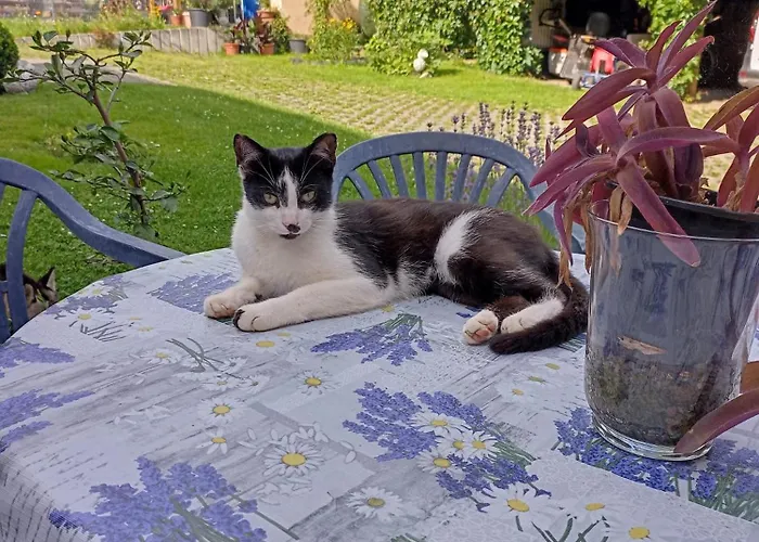 Daire Im Gruenen Herzen *